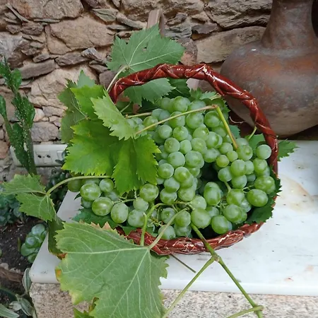 Santa Teresinha Campo de Viboras