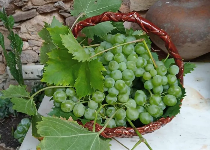 Santa Teresinha Campo de Víboras